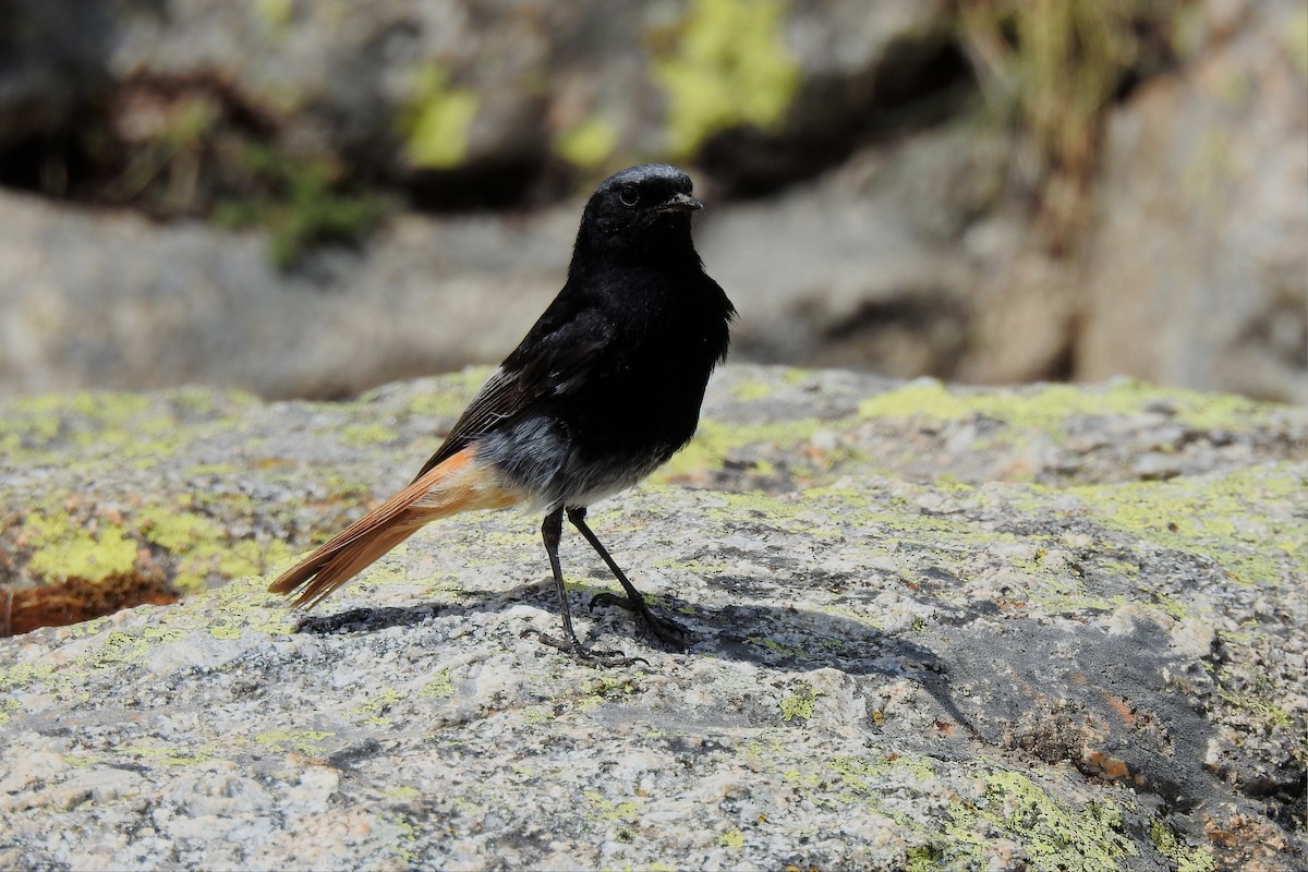 Black Redstart - ML575228221