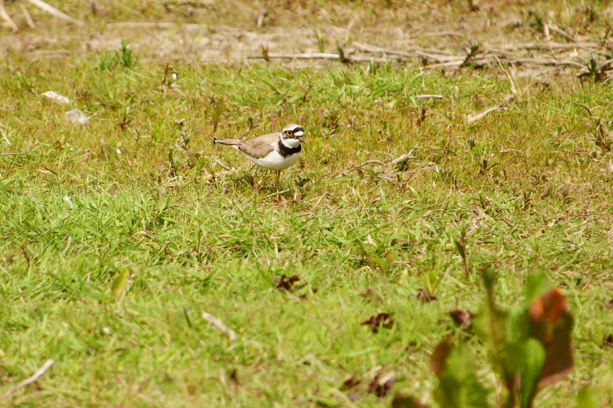 Little Ringed Plover - ML575228431