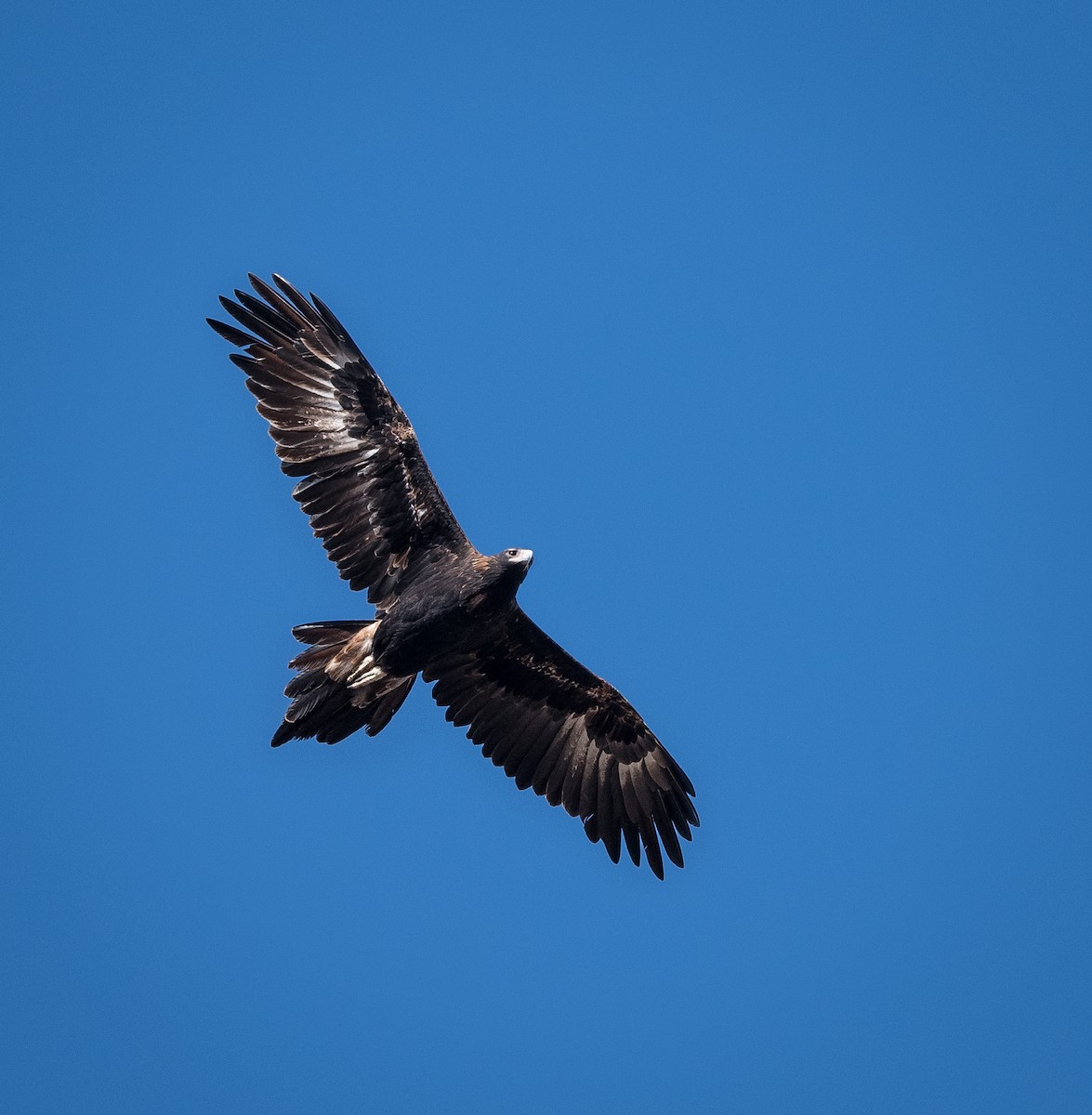 Wedge-tailed Eagle - ML575229341