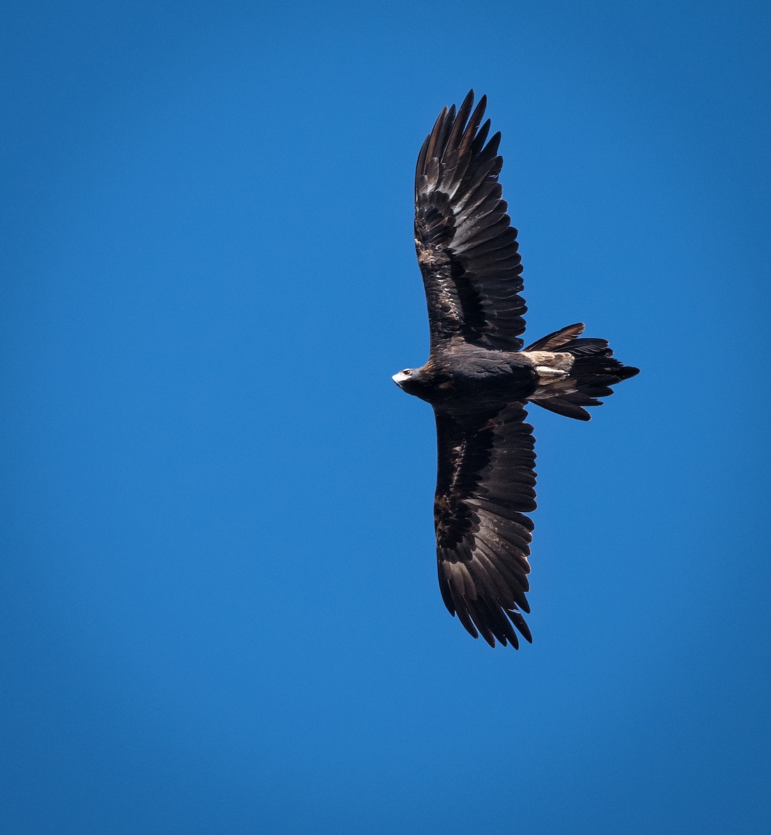 Wedge-tailed Eagle - ML575229351