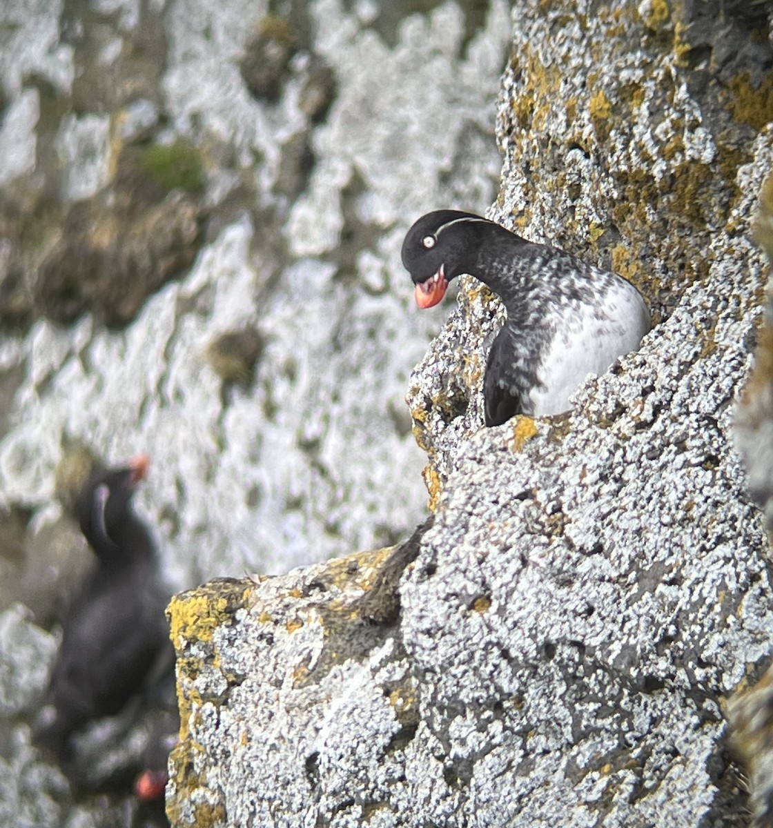 Parakeet Auklet - Jonah  Benningfield