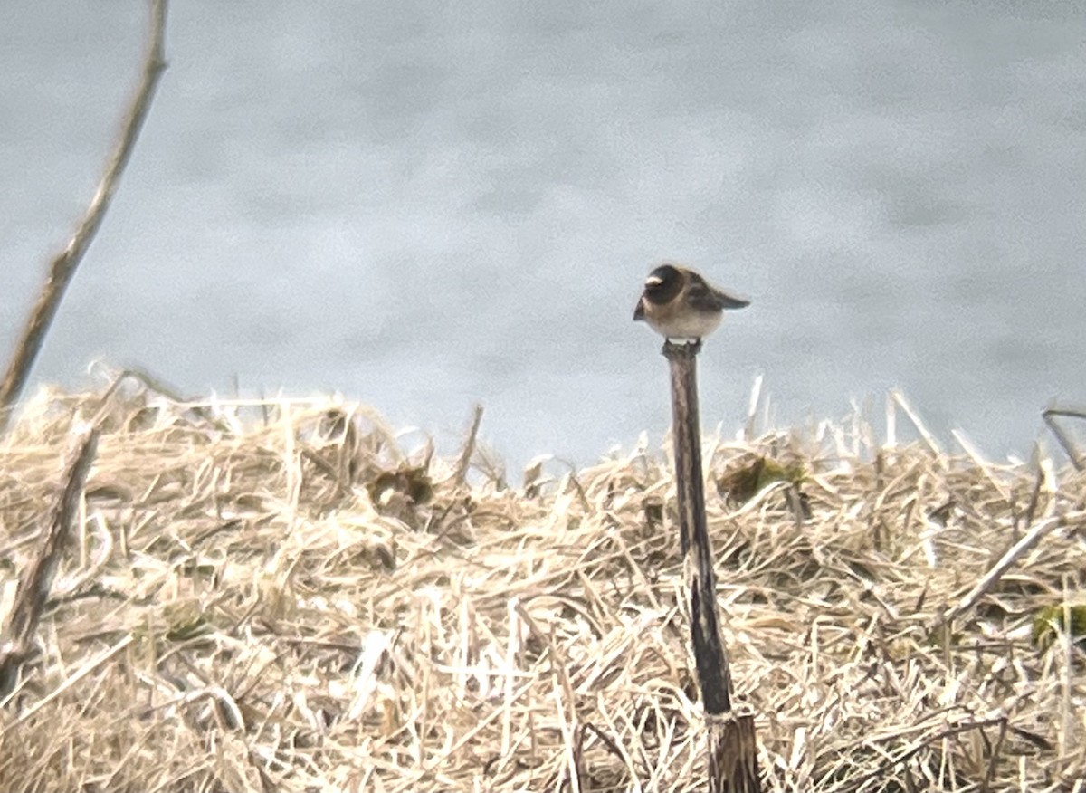 Cliff Swallow - ML575229721