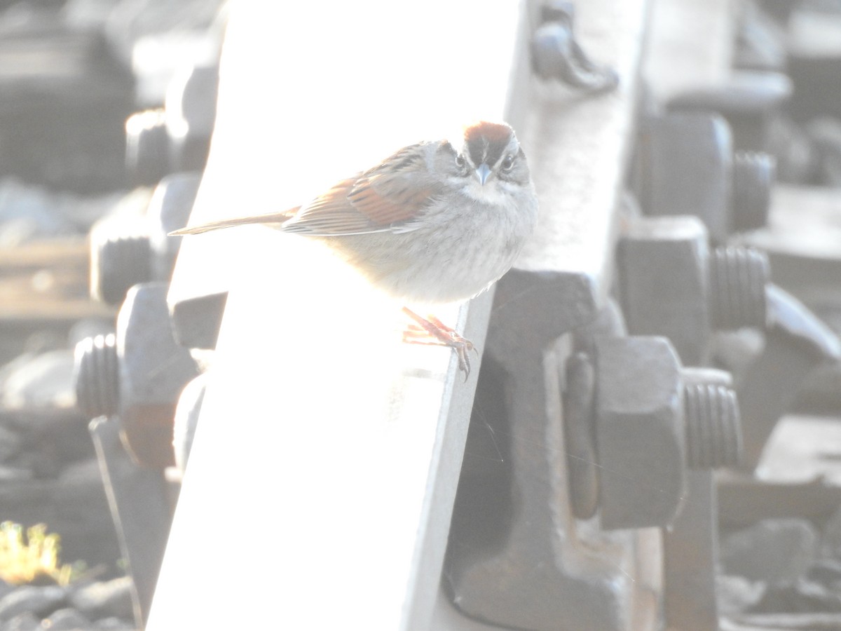 Swamp Sparrow - ML57522991