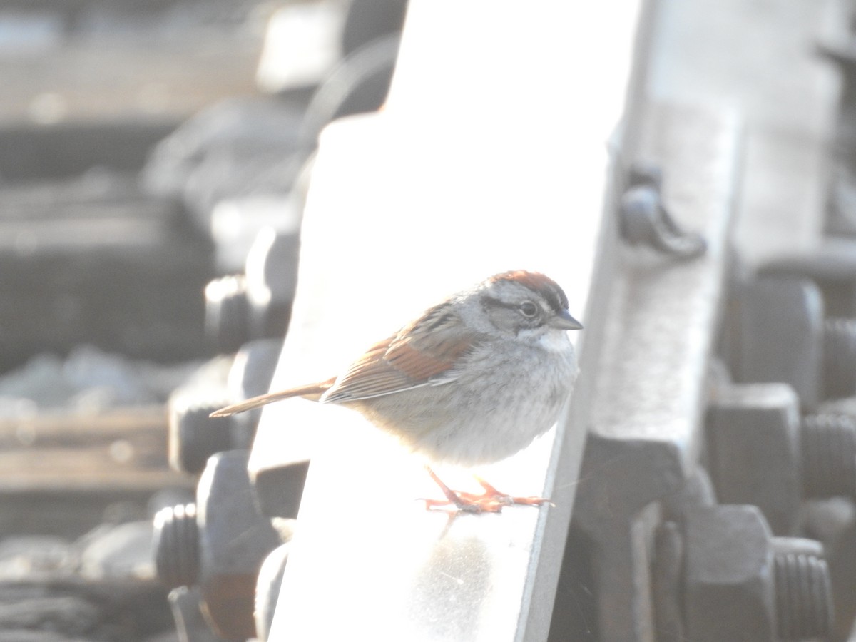 Swamp Sparrow - ML57523001