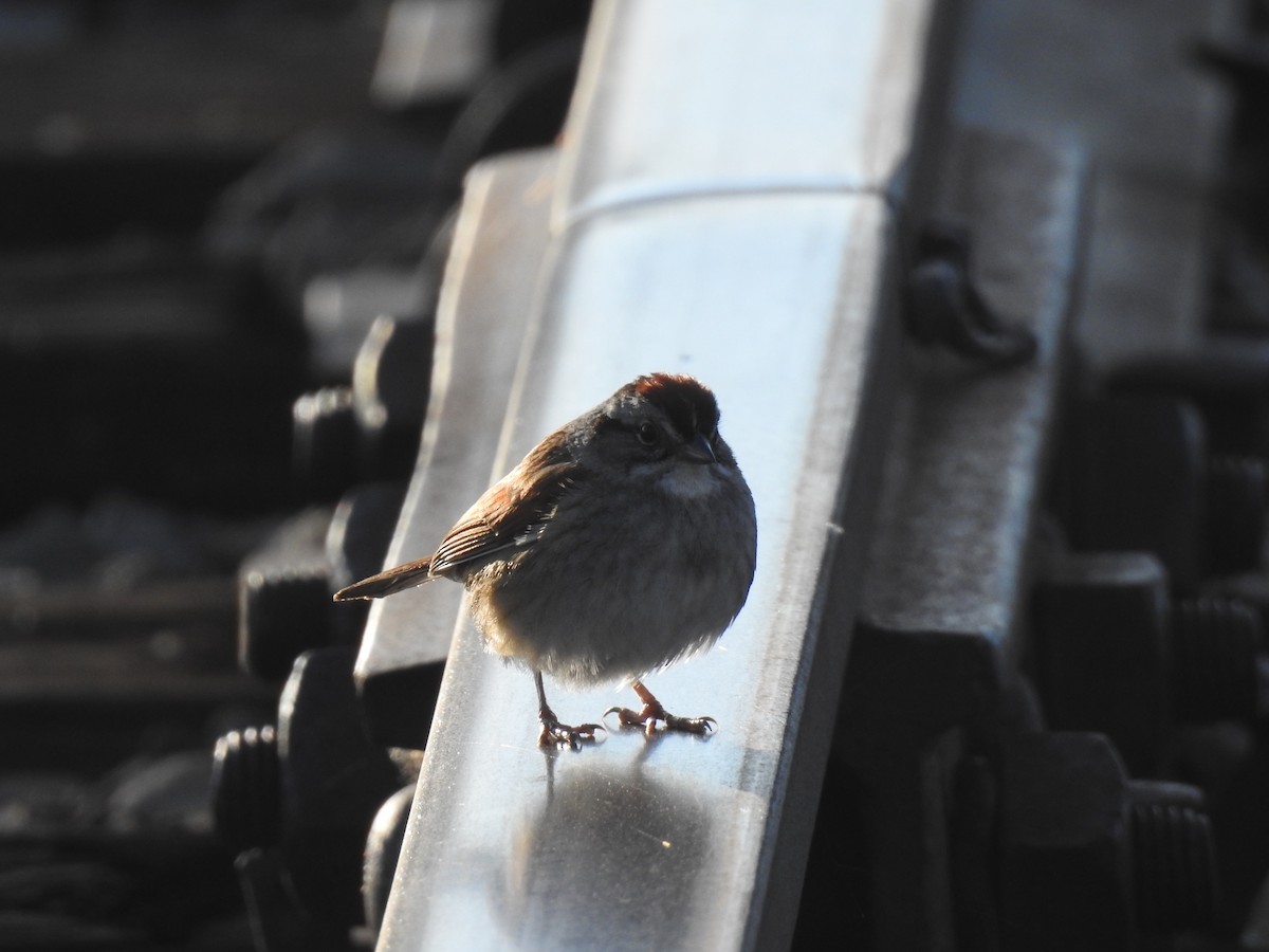 Swamp Sparrow - ML57523011