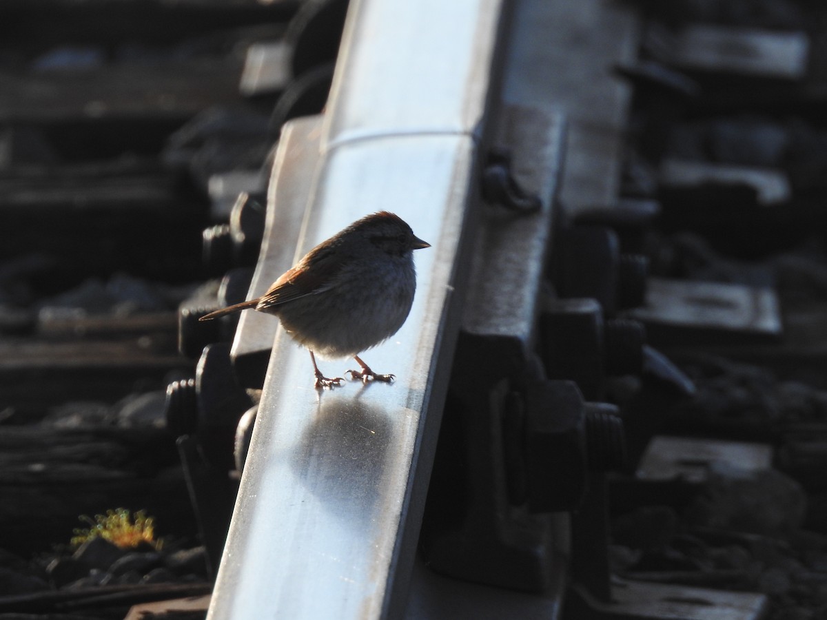 Swamp Sparrow - ML57523021