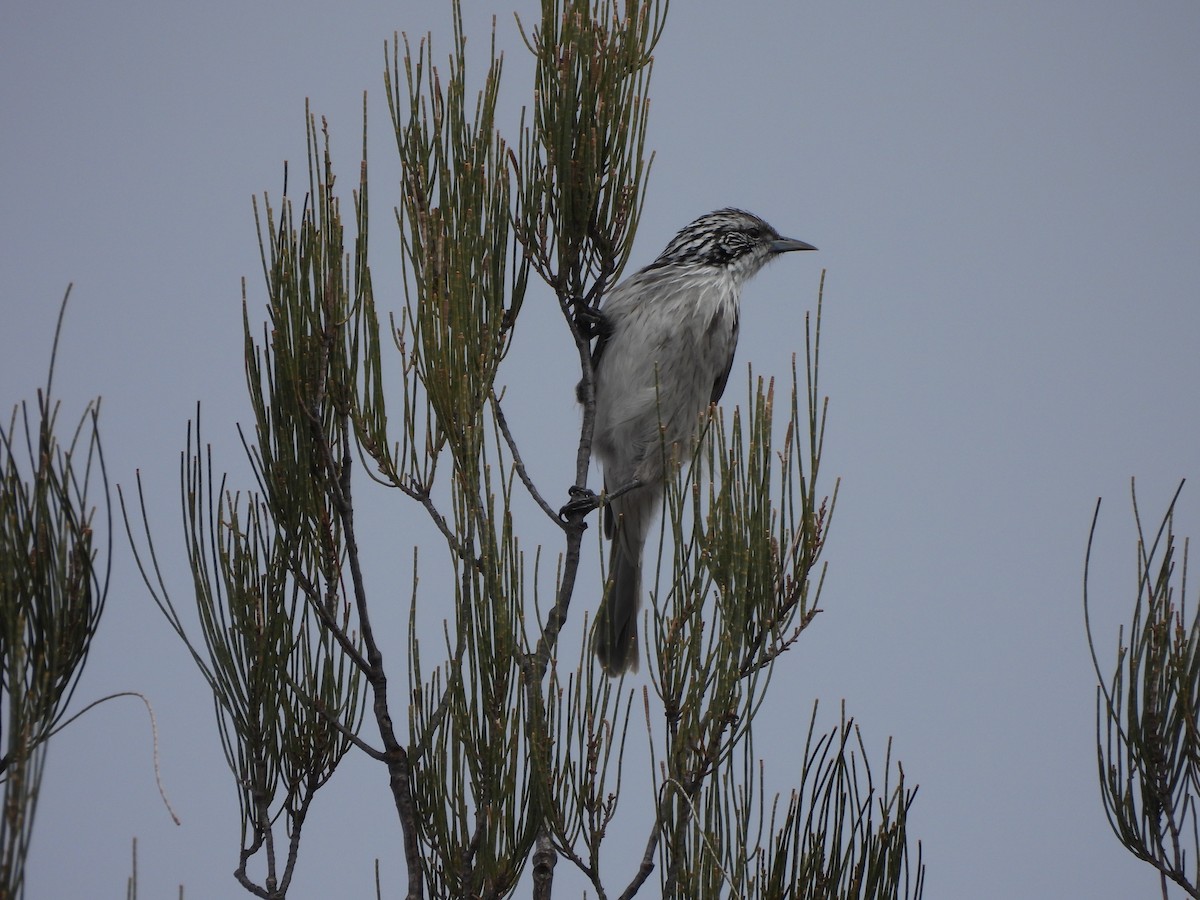 Striped Honeyeater - ML575231381