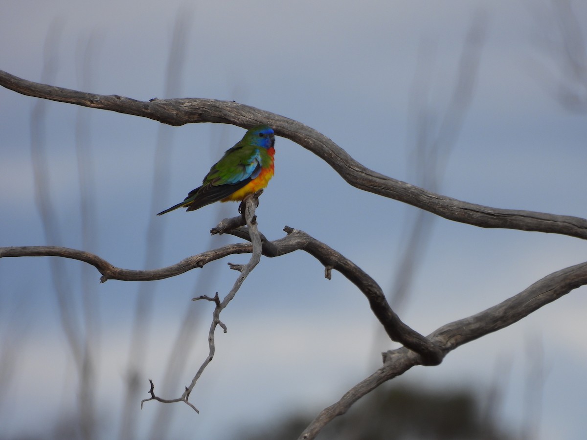 Scarlet-chested Parrot - ML575231971