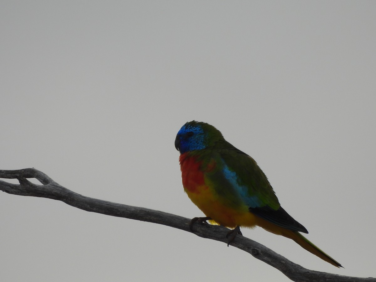 Scarlet-chested Parrot - ML575232051