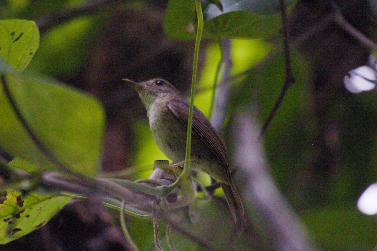 Sula Jungle Flycatcher - ML575233841