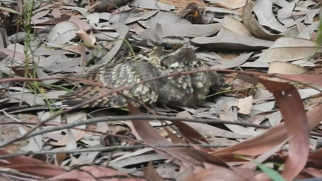 lelek džunglový - ML575234341