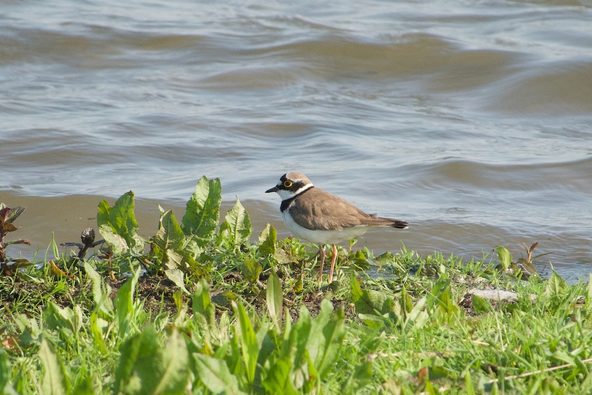 Little Ringed Plover - ML575234941