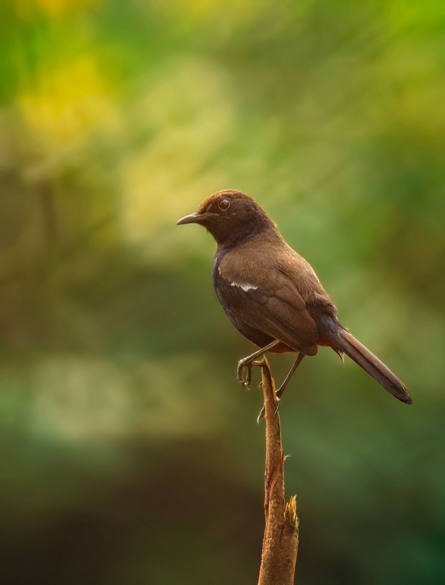 Indian Robin - ML575235801