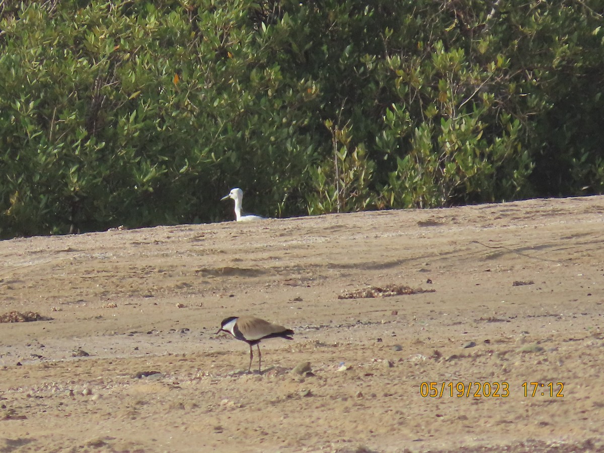 Spur-winged Lapwing - ML575236041