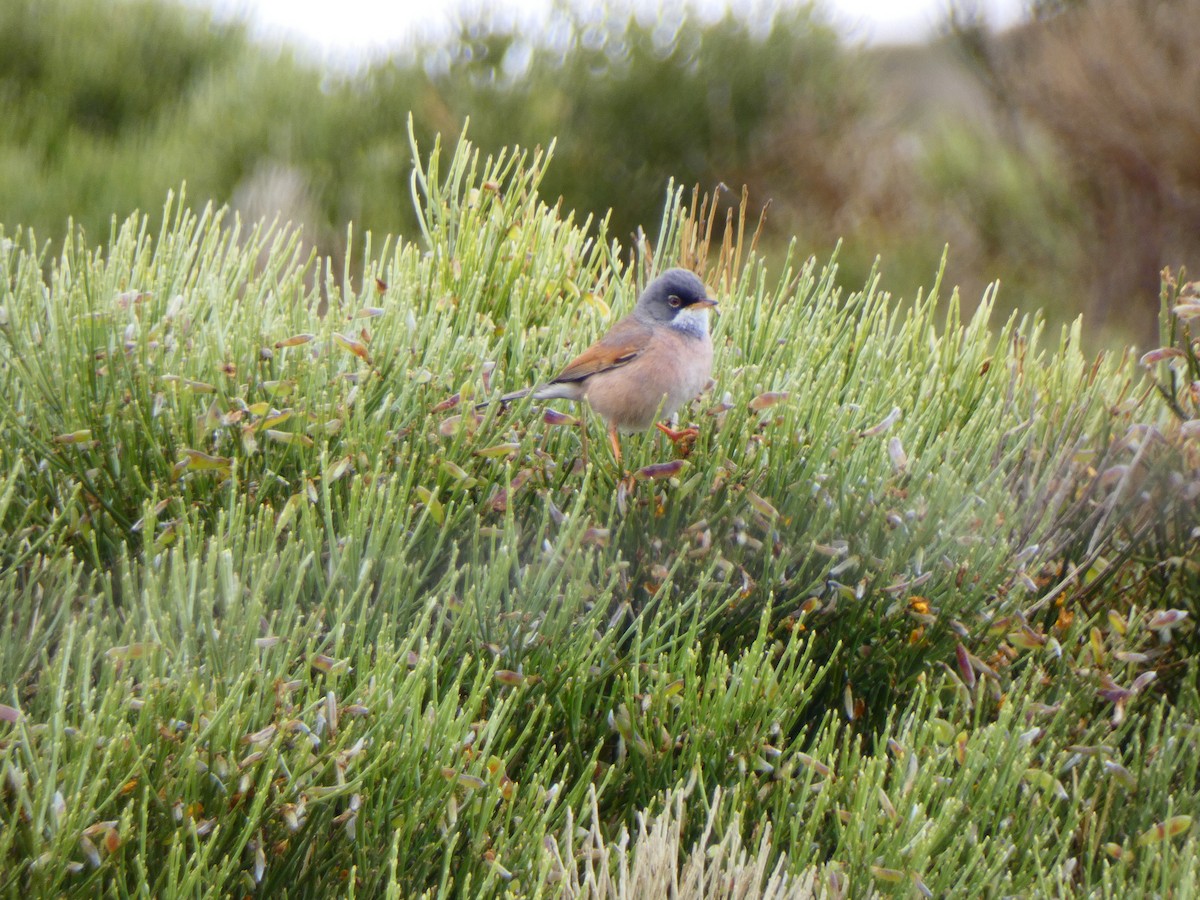 Spectacled Warbler - ML575236351