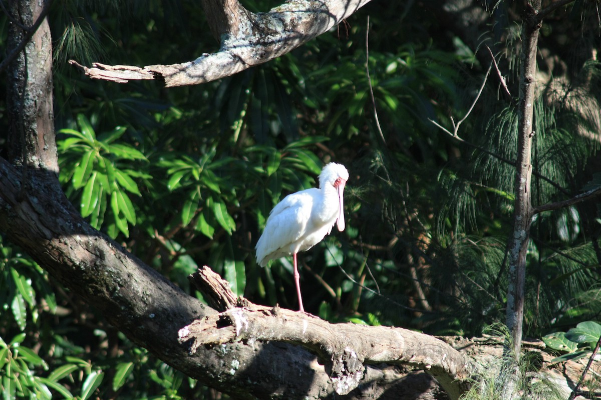 African Spoonbill - Anonymous