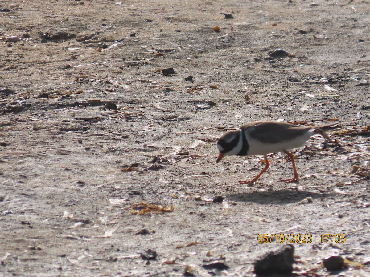 Common Ringed Plover - ML575236851
