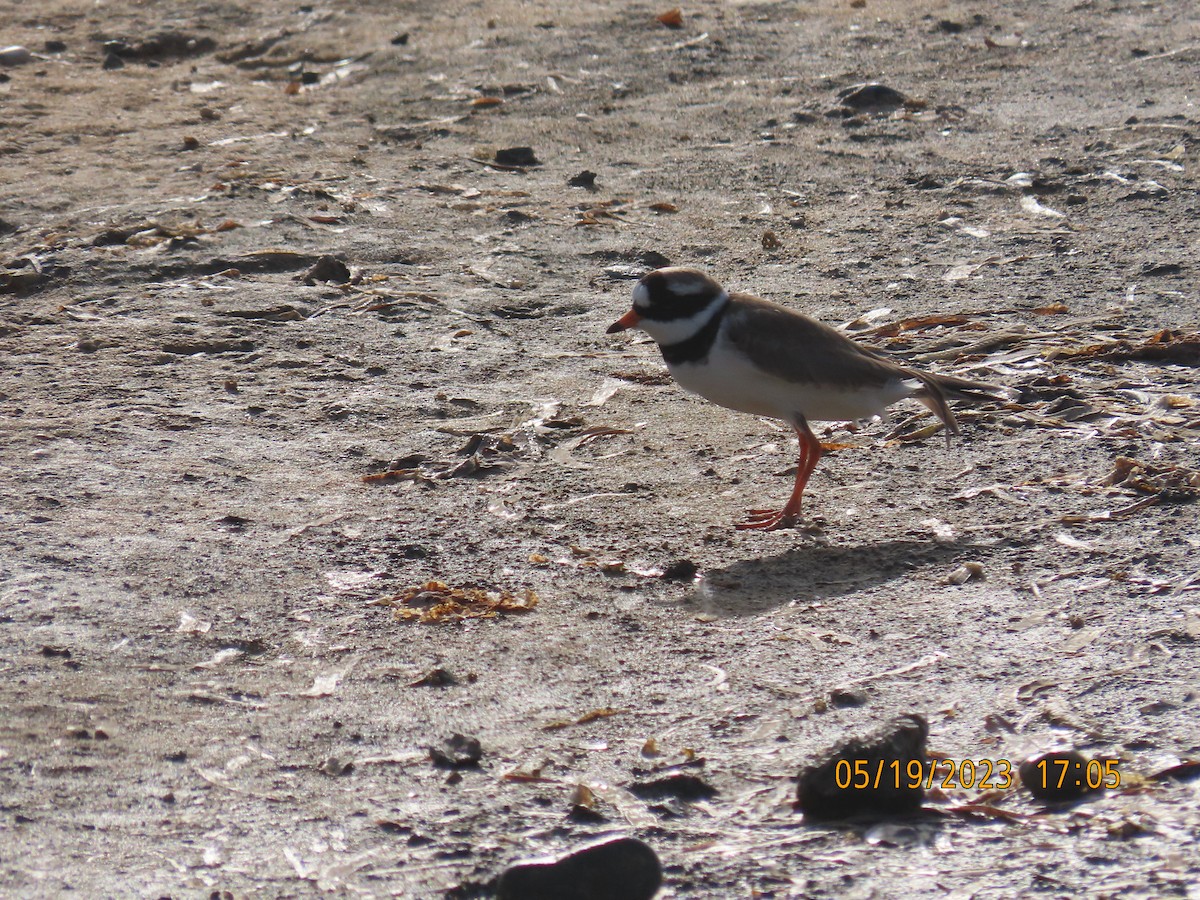 Common Ringed Plover - ML575236861