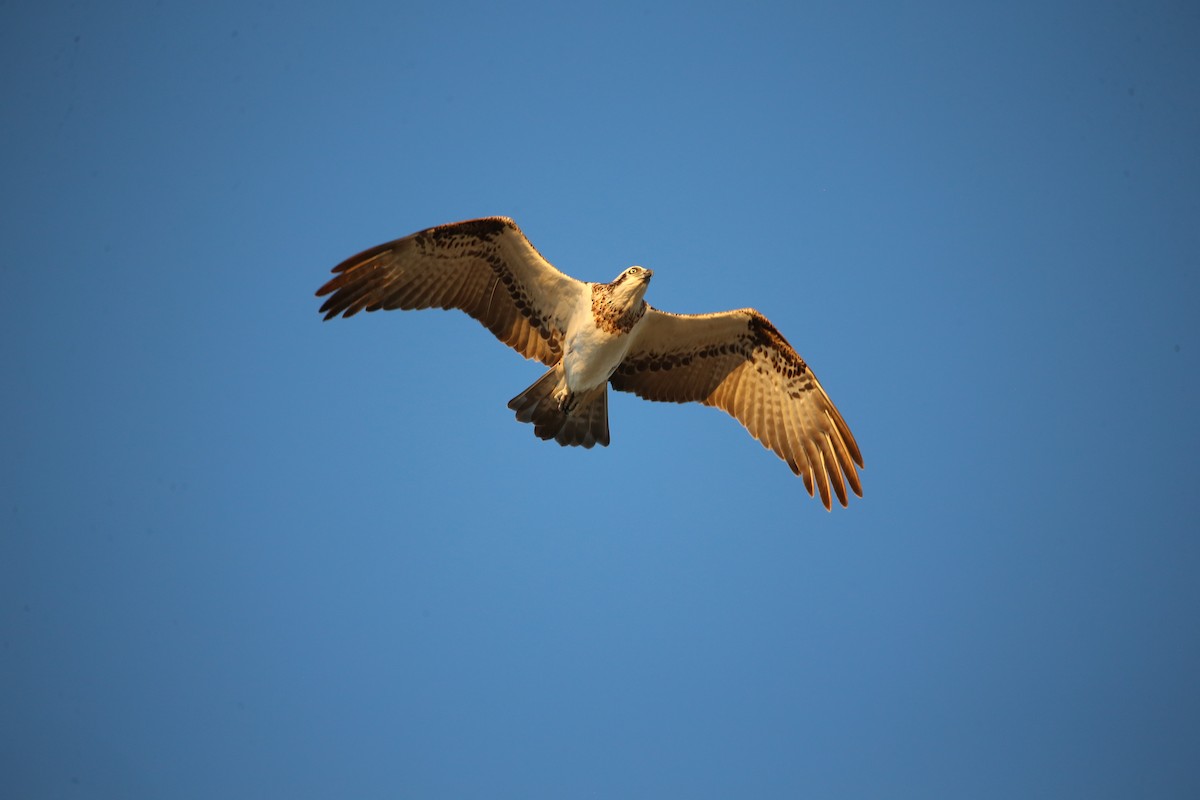 Osprey - ML575237161