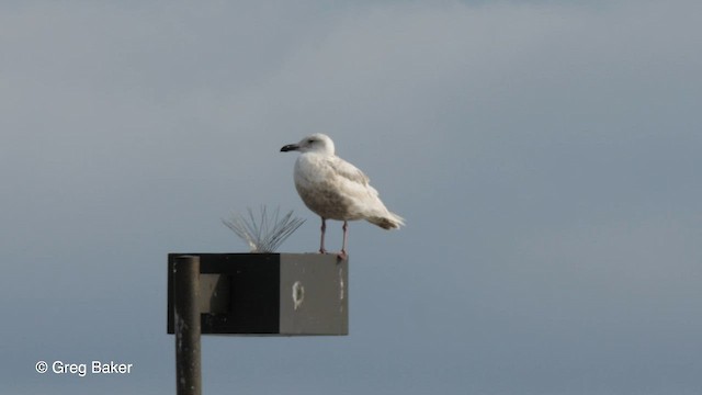 Gaviota de Bering - ML575238261