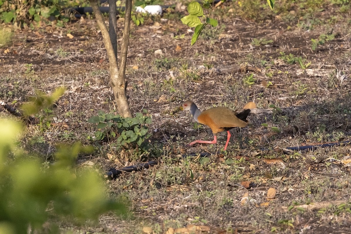 Gray-cowled Wood-Rail (Gray-cowled) - Niall D Perrins