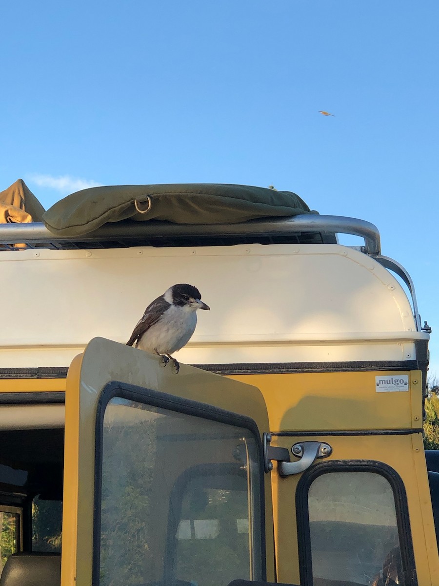 Gray Butcherbird - Jade Peace