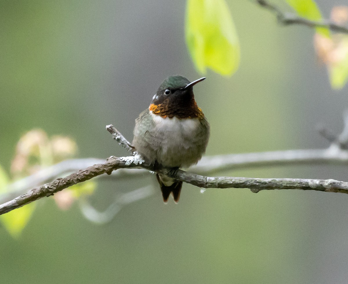 Ruby-throated Hummingbird - ML575240101