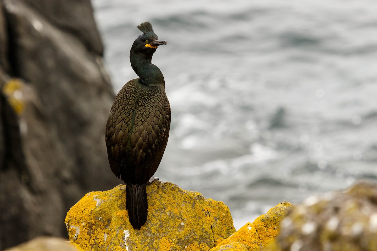 Cormorán Moñudo - ML575240231