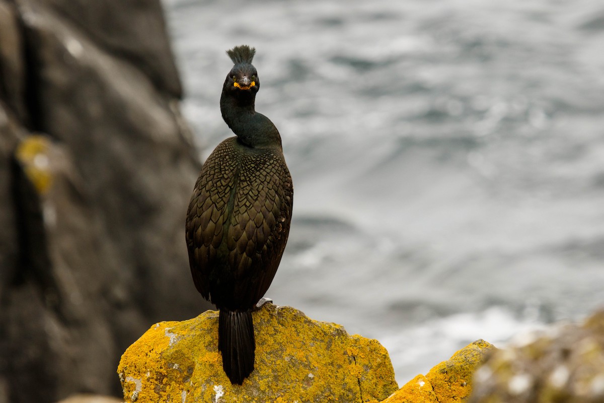 European Shag - Brandon Edwards