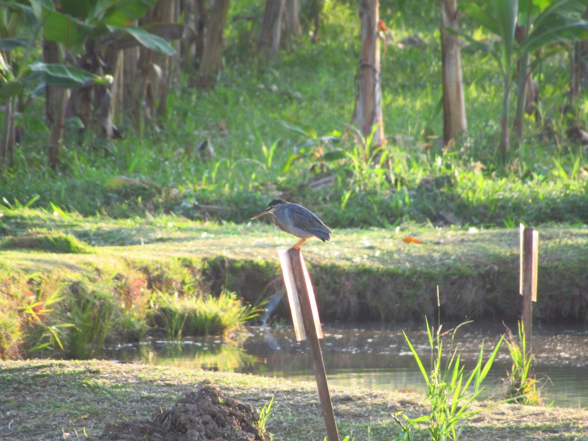 Striated Heron - ML575240881