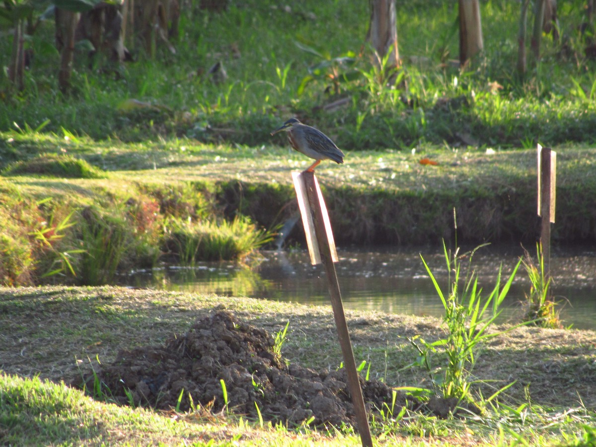 Striated Heron - ML575240891