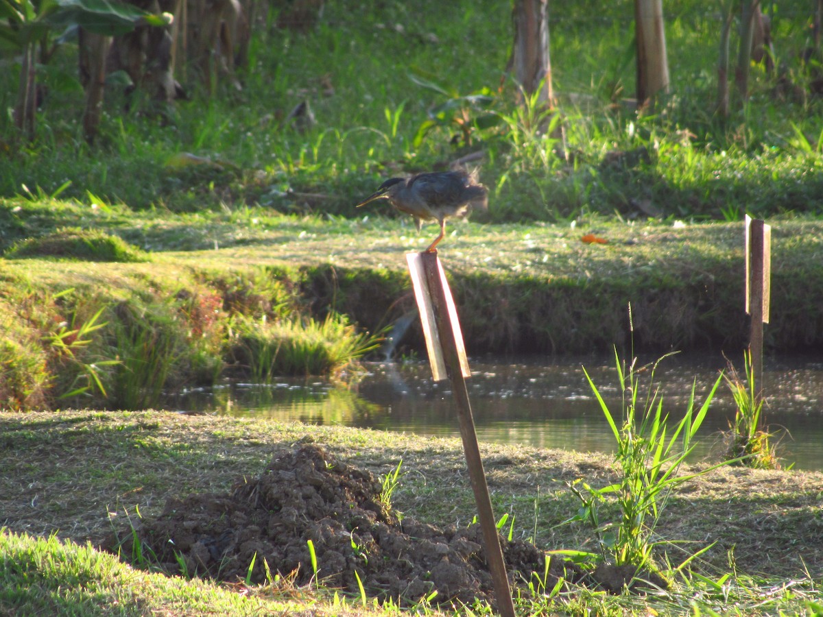 Striated Heron - ML575240901