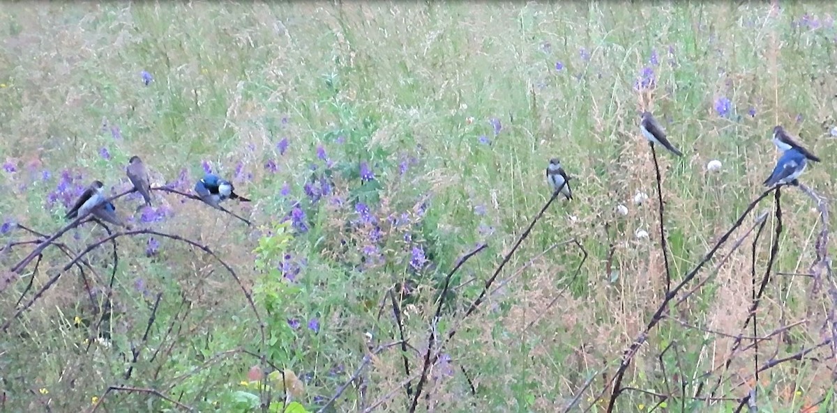 Bank Swallow - ML575241121