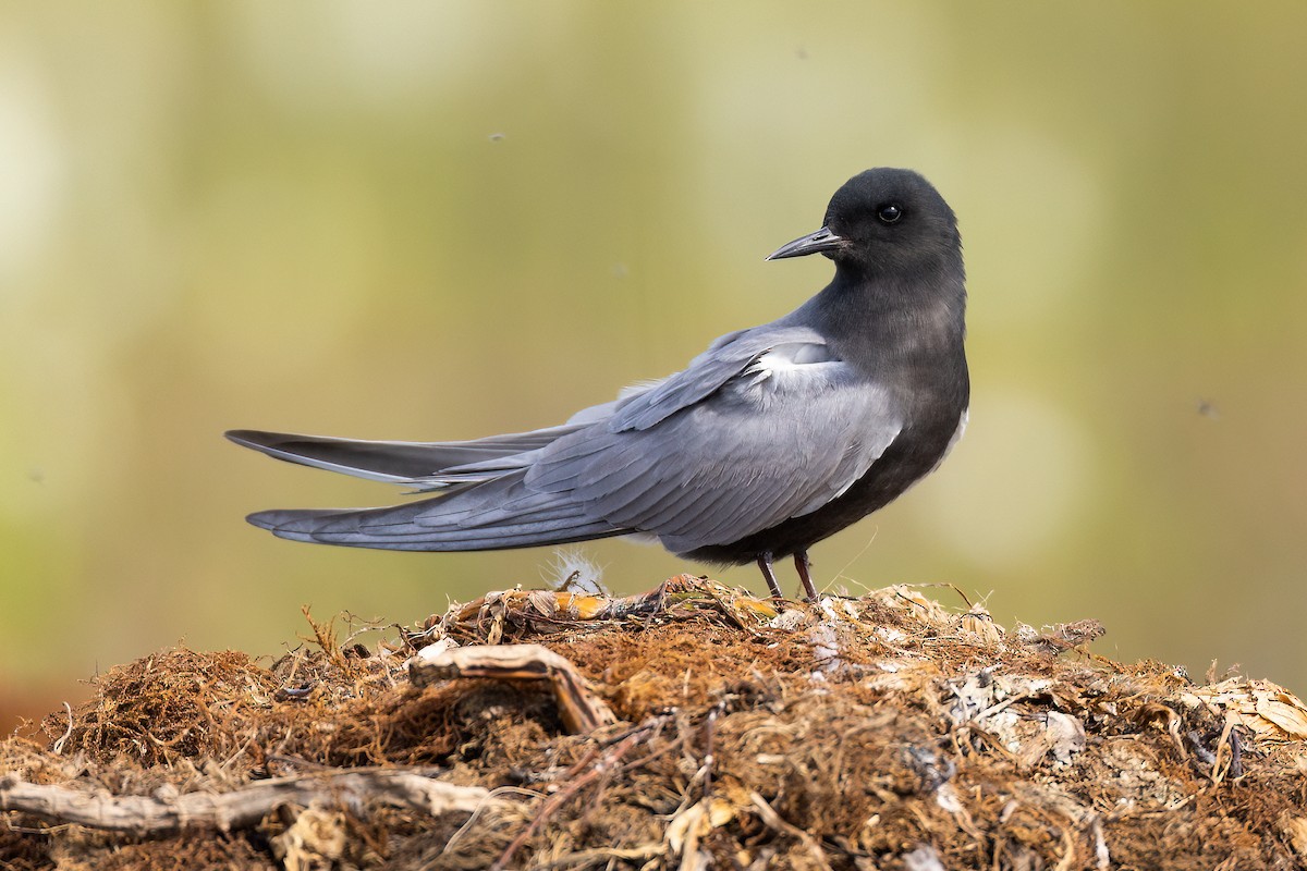 Black Tern - ML575242081