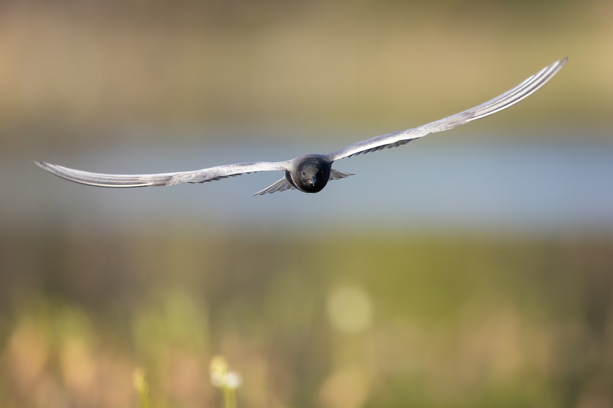 Black Tern - ML575242091