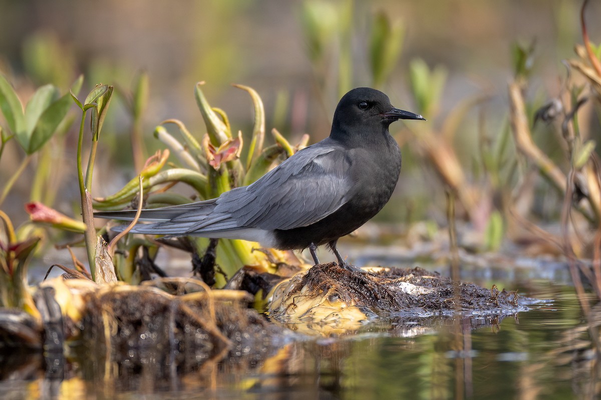 Black Tern - Jeff Dyck