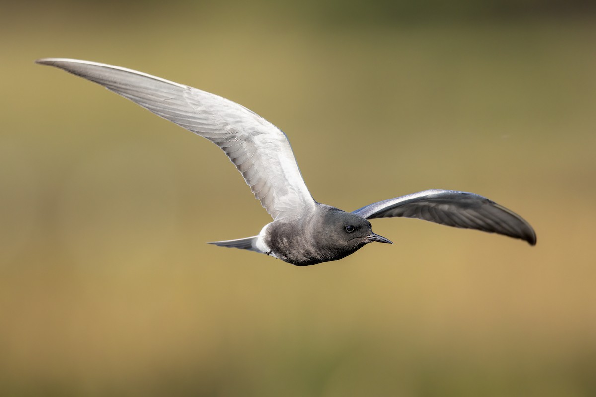 Black Tern - ML575242111