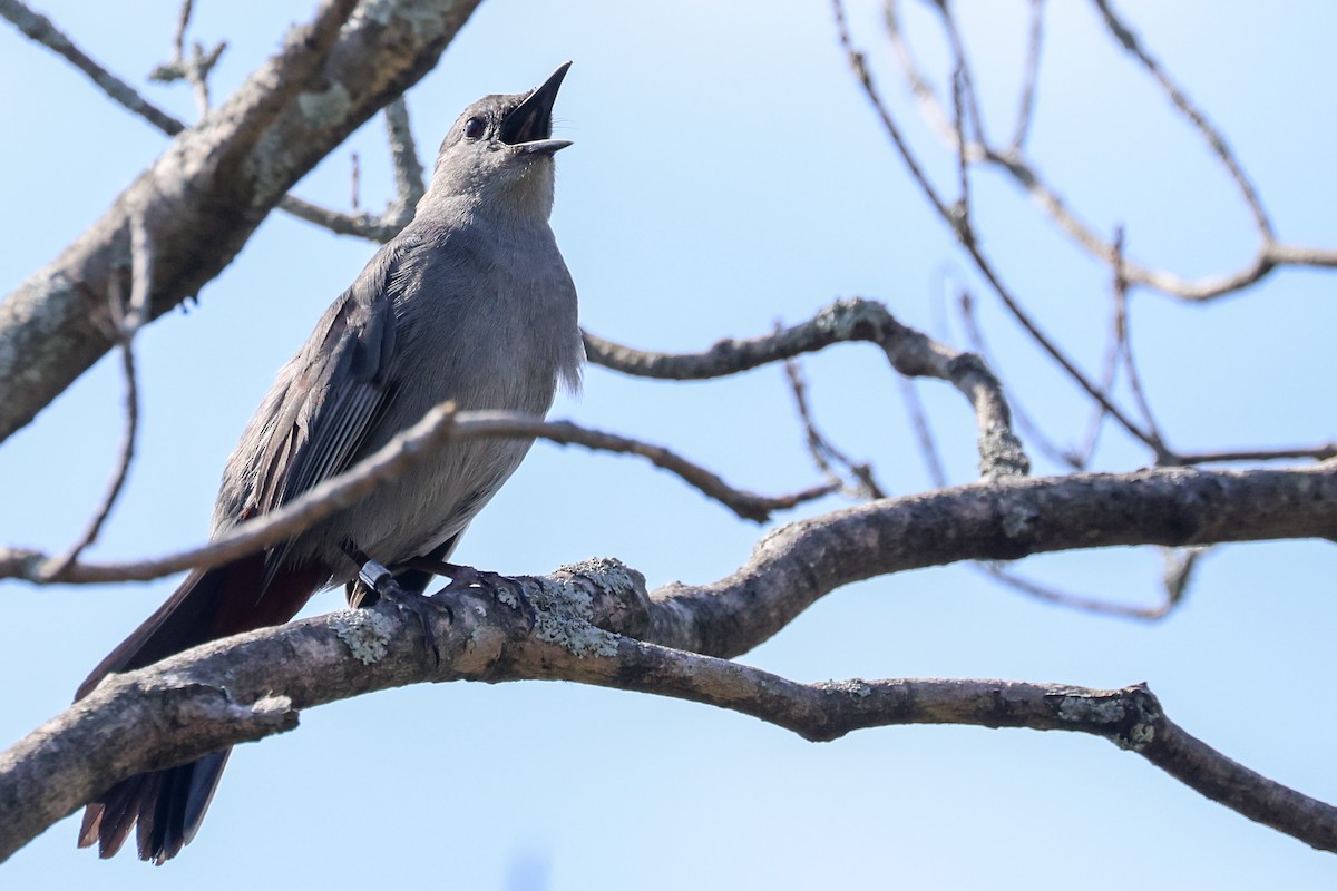 Gray Catbird - ML575243491