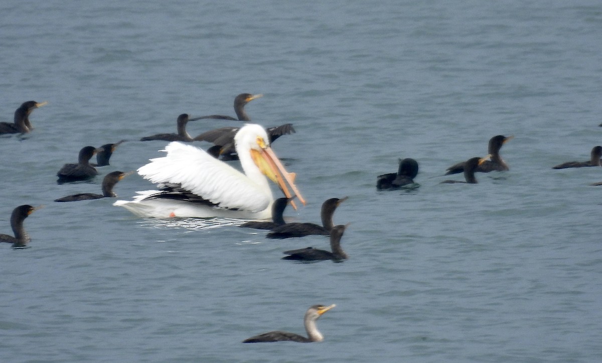 American White Pelican - Candy Giles