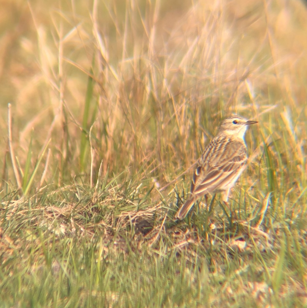 Meadow Pipit - Mohammed Fatoosh