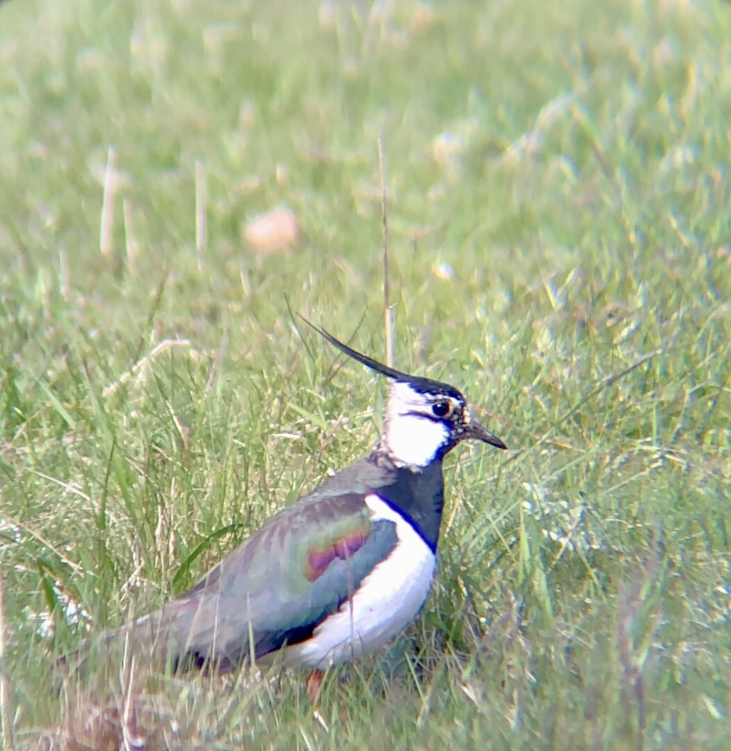 Northern Lapwing - ML575244351