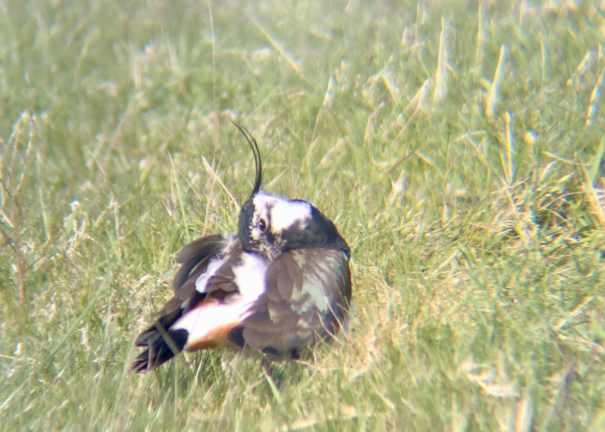 Northern Lapwing - Mohammed Fatoosh