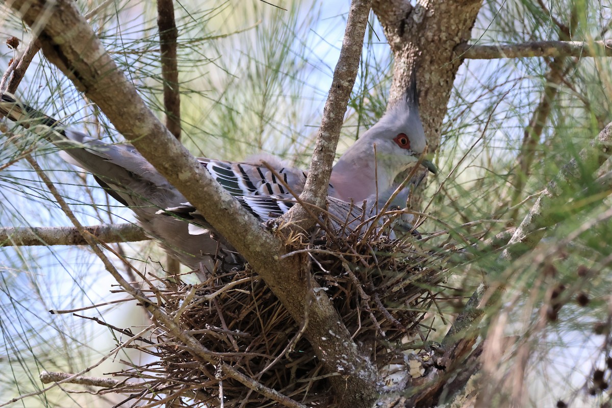 Crested Pigeon - ML575245271