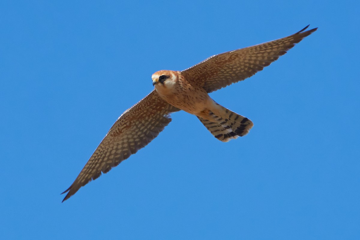 Red-footed Falcon - ML575245531
