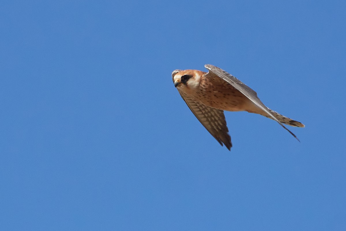 Red-footed Falcon - ML575245541