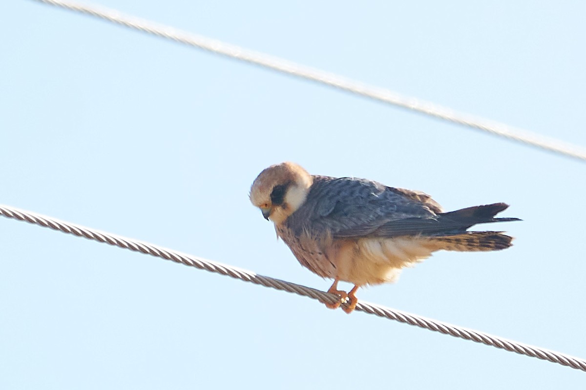 Red-footed Falcon - ML575245551
