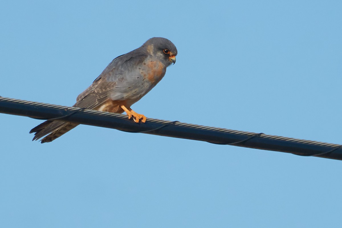 Red-footed Falcon - Marcel Gil Velasco
