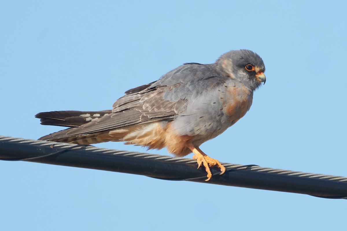 Red-footed Falcon - ML575245571