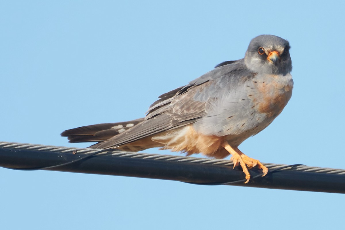 Red-footed Falcon - ML575245581
