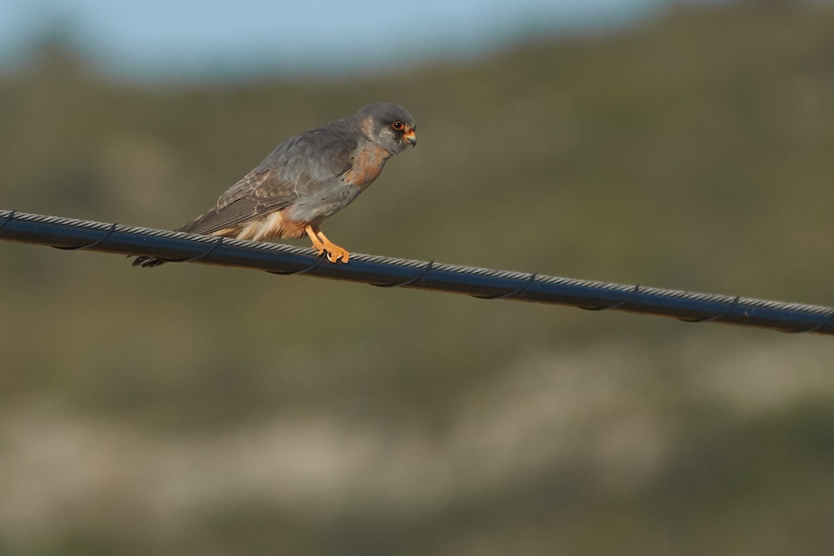 Red-footed Falcon - ML575245591